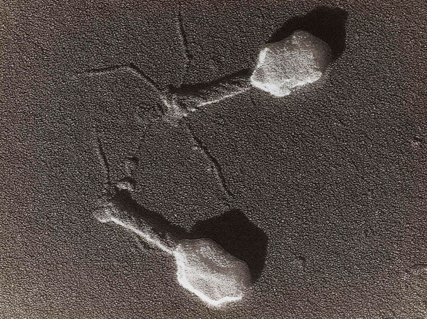 A bacteriophage / Credit: Wikimedia Commons / AFADadcADSasd 