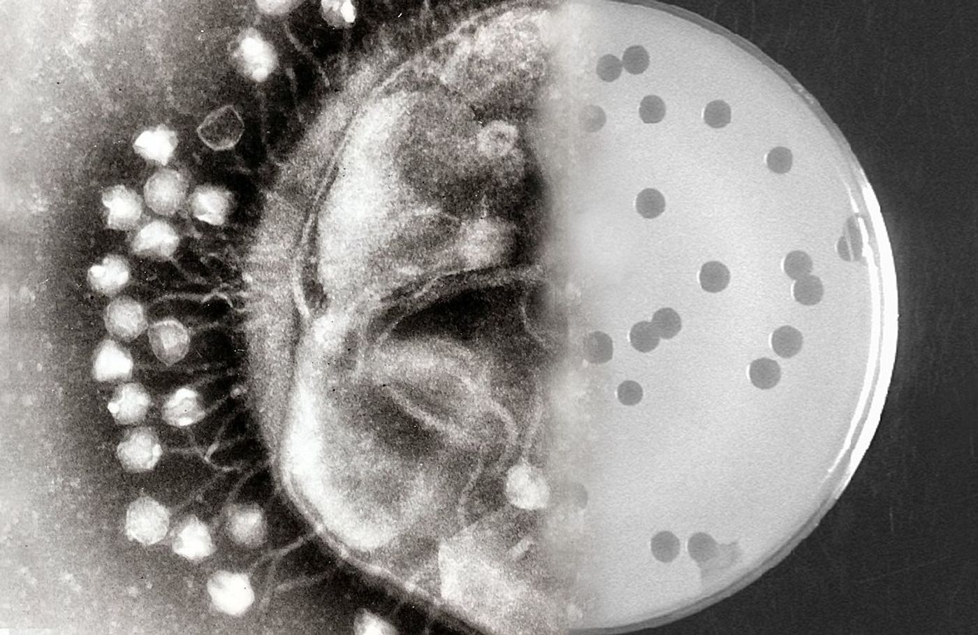 The right half of the image shows a petri plate with a lawn of bacterial cells and clear spots created by phage infection. On the left is an electron micrograph of a bacterial cell with multiple phage particles attached to its cell membrane. 