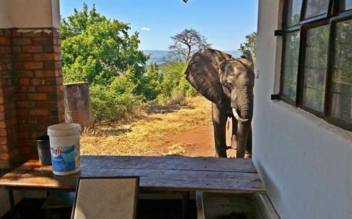Ben the elephant is seen possibly looking for humans to help treat his wounds.