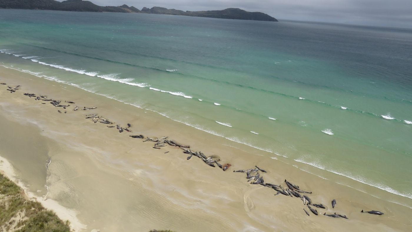 More than 140 pilot whales beached themselves in New Zealand over the weekend.
