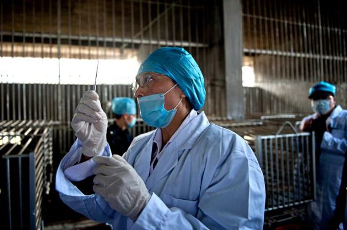 A worker prepares to drain the bile from a bear at a farm in China, which has more such facilities than any other country.
