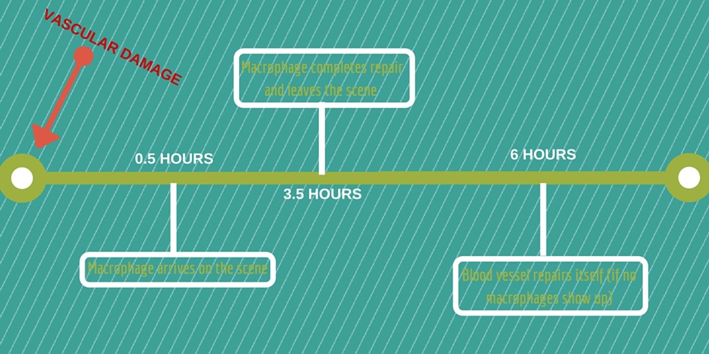 Timeline of Blood Vessel Repair