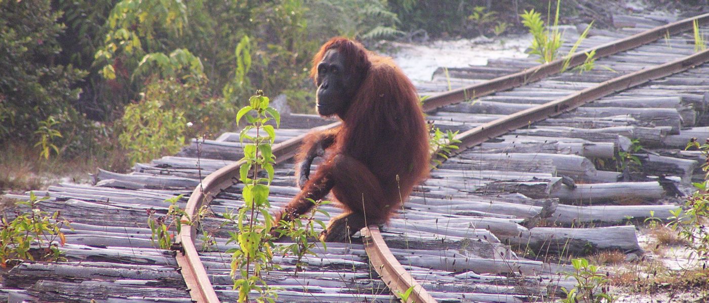 The Bornean orangutan, pictured, is on the decline.
