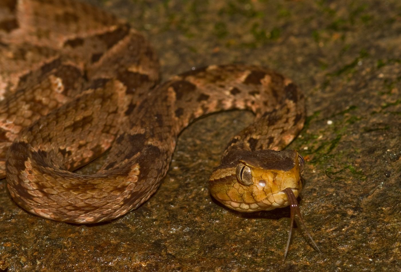 Oops, We Made Snake Venom More Deadly | Drug Discovery And Development