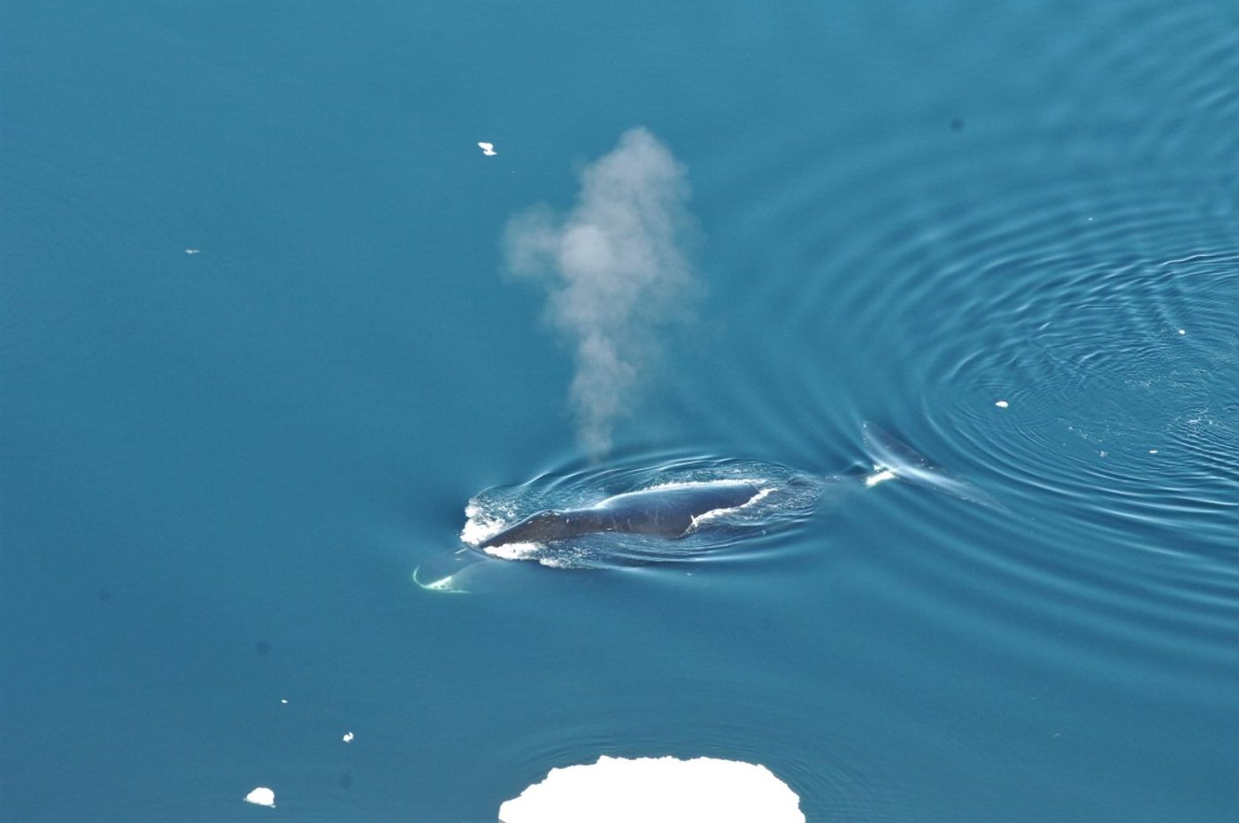 A picture of a bowhead whale surfacing in the ocean.