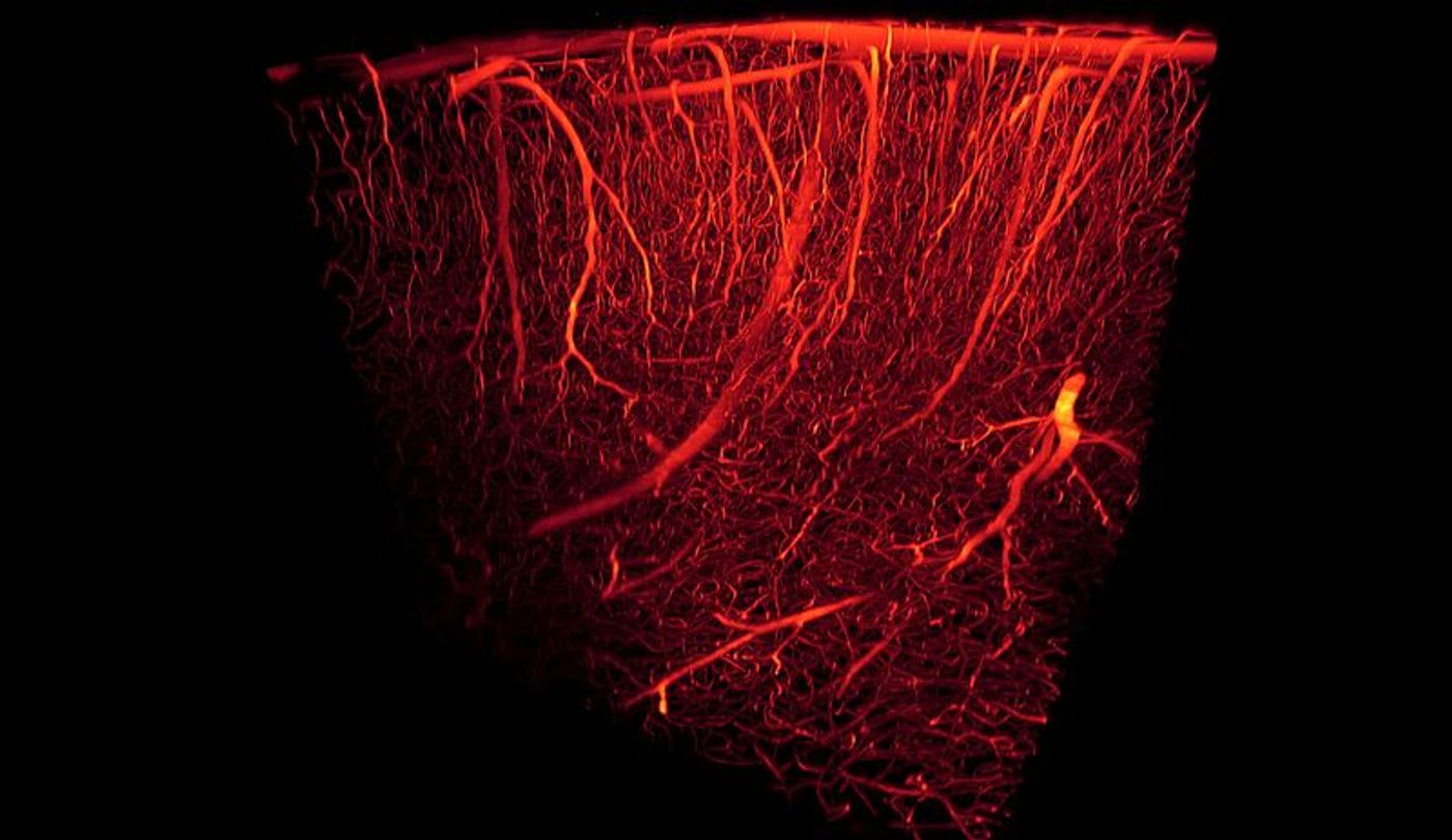 3D rendering of mouse brain cortex. Credit: Antonino Paolo Di Giovanna