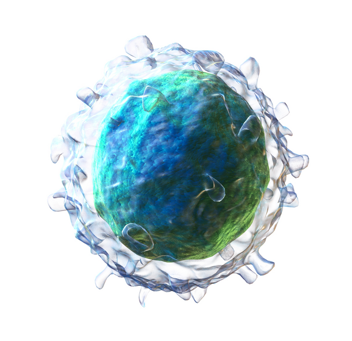 A depiction of a B cell, lymphocytes of the adaptive immune system that produce antibodies. Source: Blausen.com staff (2014)