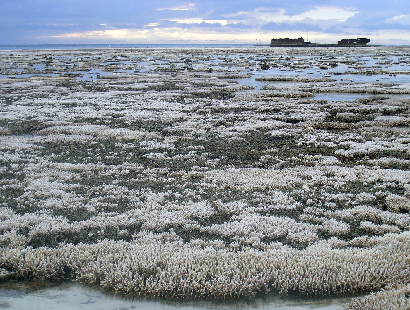 A major coral bleaching event on the Great Barrier Reef in Australia