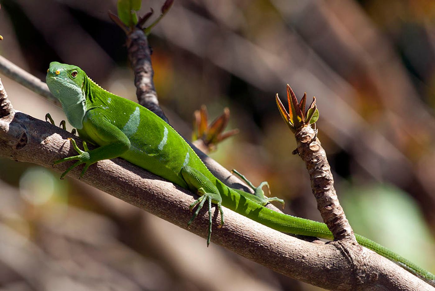 Lizards may choose theri dietary path based on lifestyle.