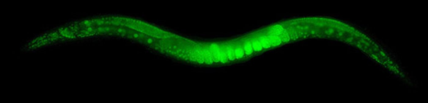  C. elegans adult with GFP coding sequence / Credit: Dan Dickinson, Goldstein lab, UNC Chapel Hill 
