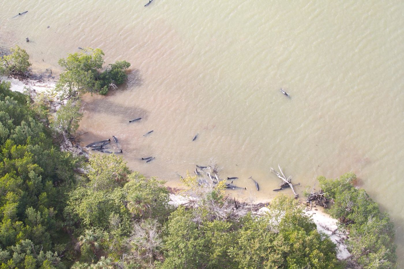 A bird's eye view of dolphins stranding themselves off the coast of Florida.