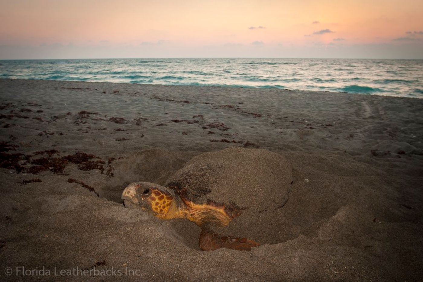 An image of Isla, a leatherback sea turtle tagged for scientific research by scientists with the nonprofit organization Florida Leatherbacks, Inc.