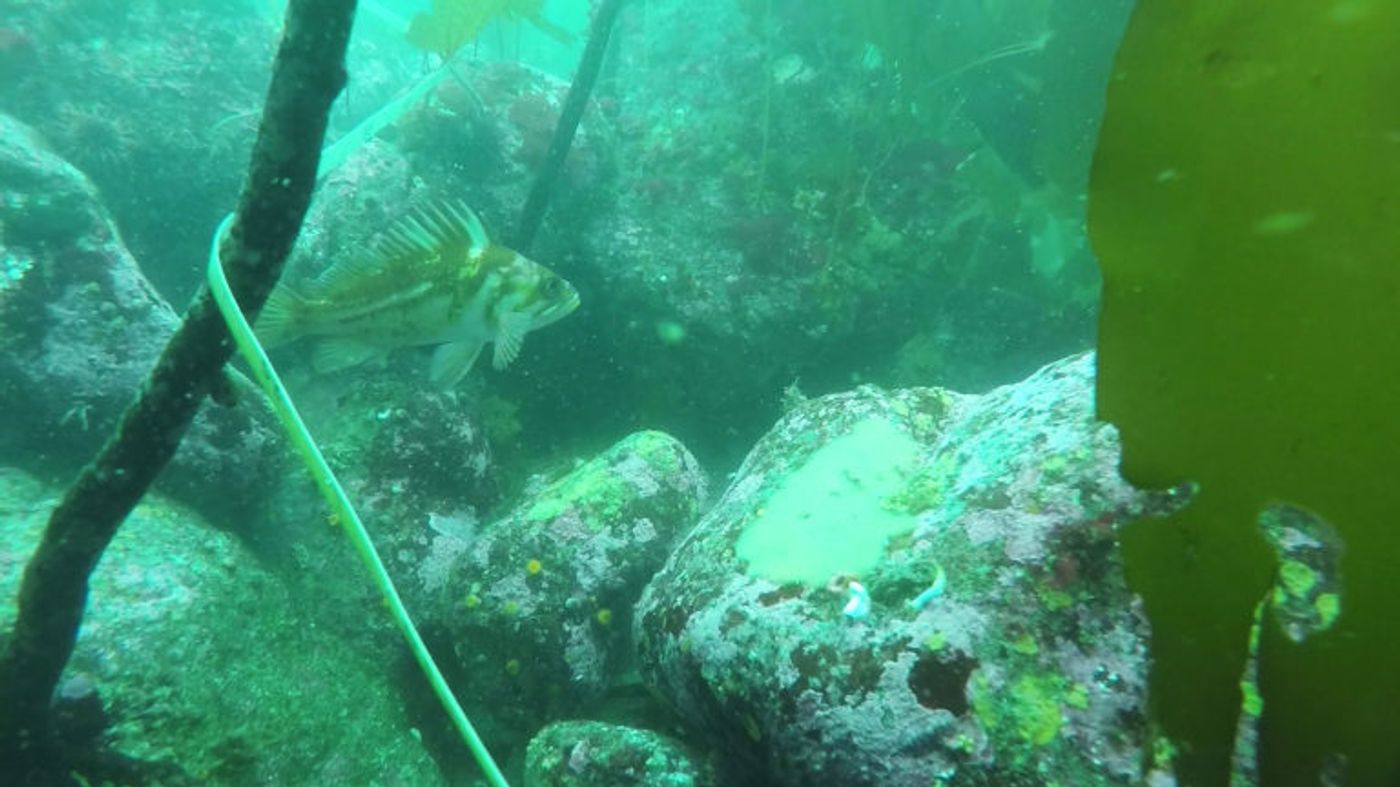 Coralline algae in a kelp forest. Credit: Jenn Burt