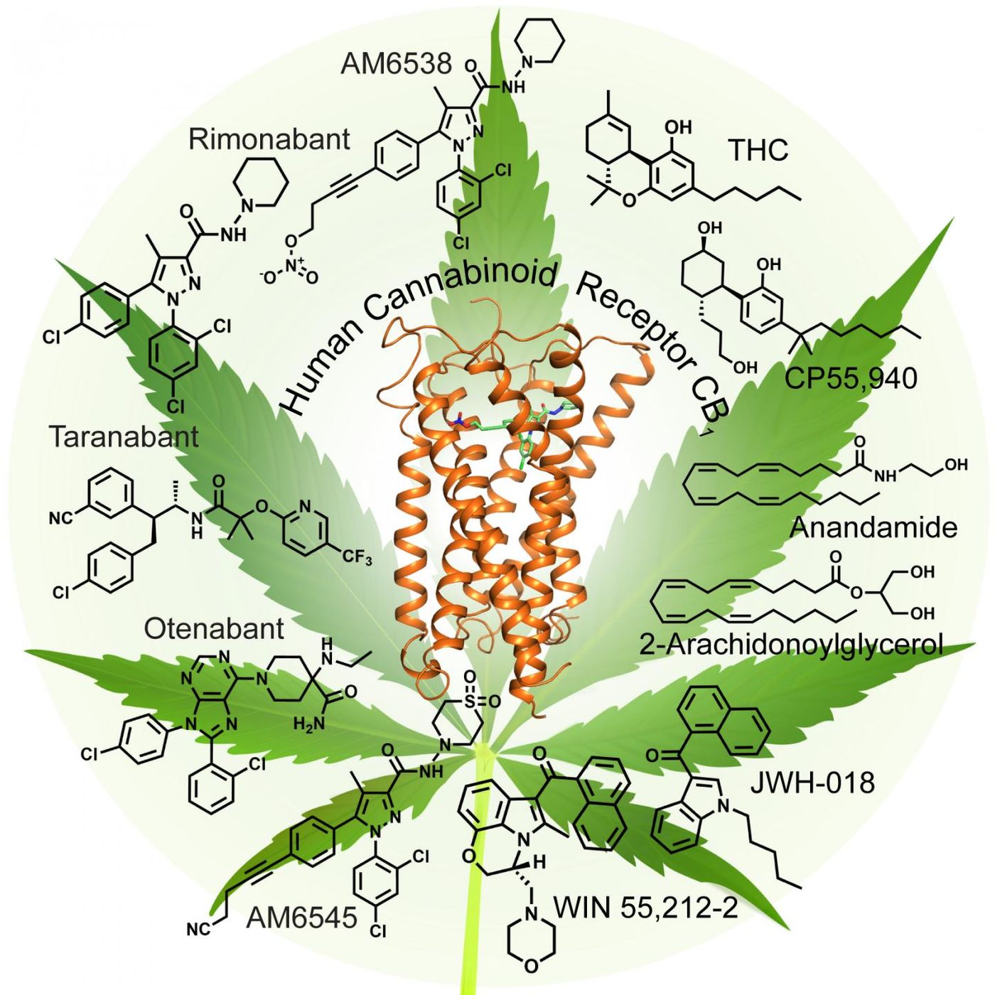 A model of the CB1 receptor shows the structure of the receptor in green, along with the stabilizing molecule AM6538 in the central binding pocket. The researchers used this model to examine how different cannabinoid molecules bind to and activate the receptor. / Credit: Yekaterina Kadyshevskaya, Stevens Laboratory, USC