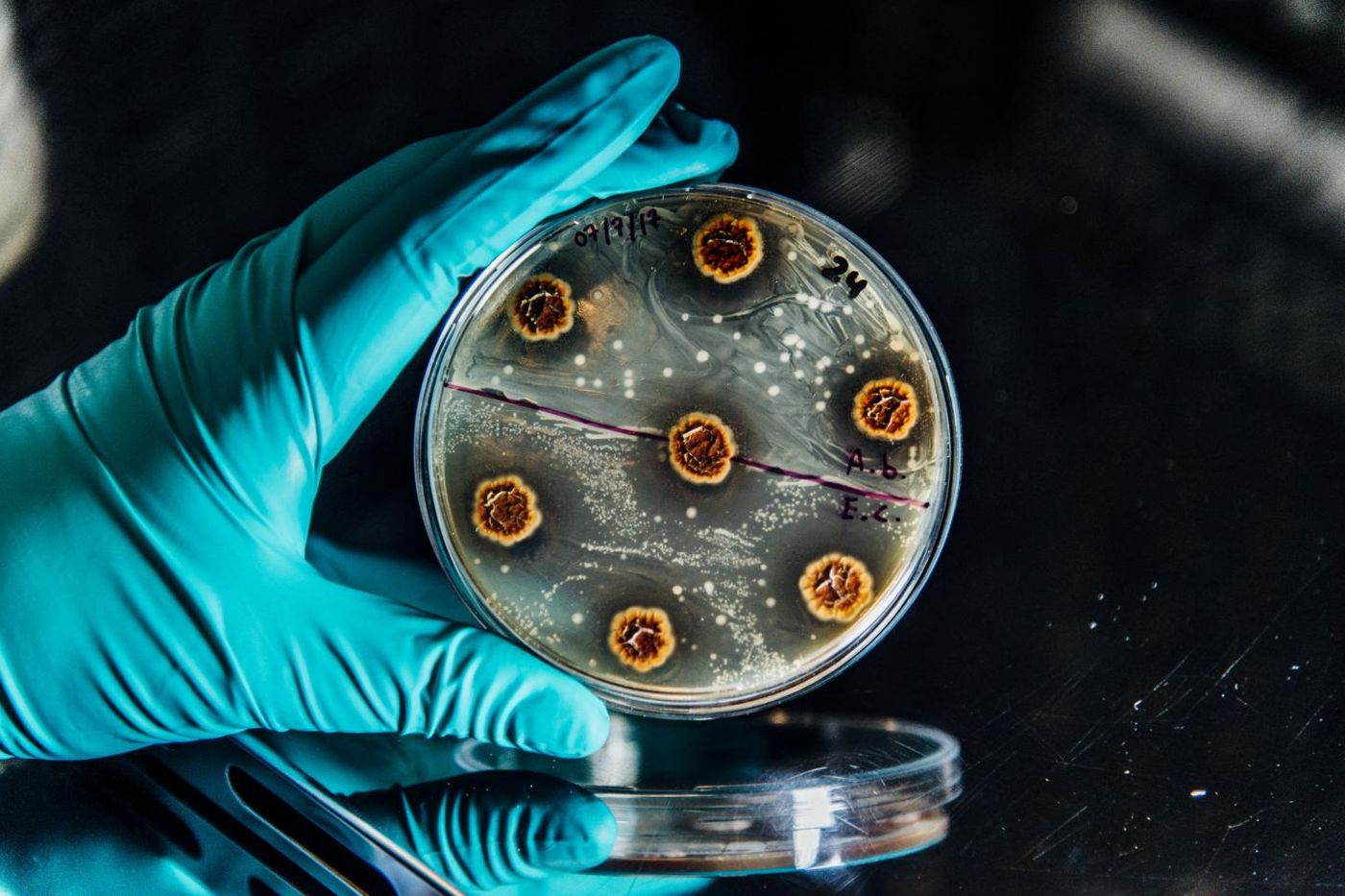 Research paves the way for new rational treatment strategies of multidrug-resistant chronic infections.  / Credit: Christian Als/ The Novo Nordisk Foundation Center for Biosustainability at the Technical University of Denmark
