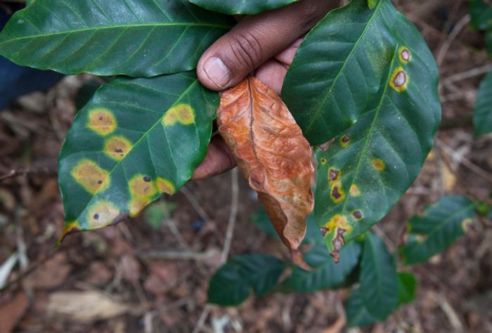 Coffee rust visible on coffee plant leaves