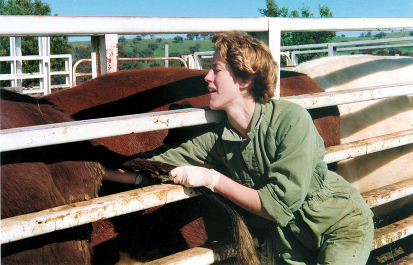 Johne's Disease is a disease of cattle caused by a bacterium which is hard to detect until clinical signs appear. It causes losses due to emaciation and death. Credit: CSIRO