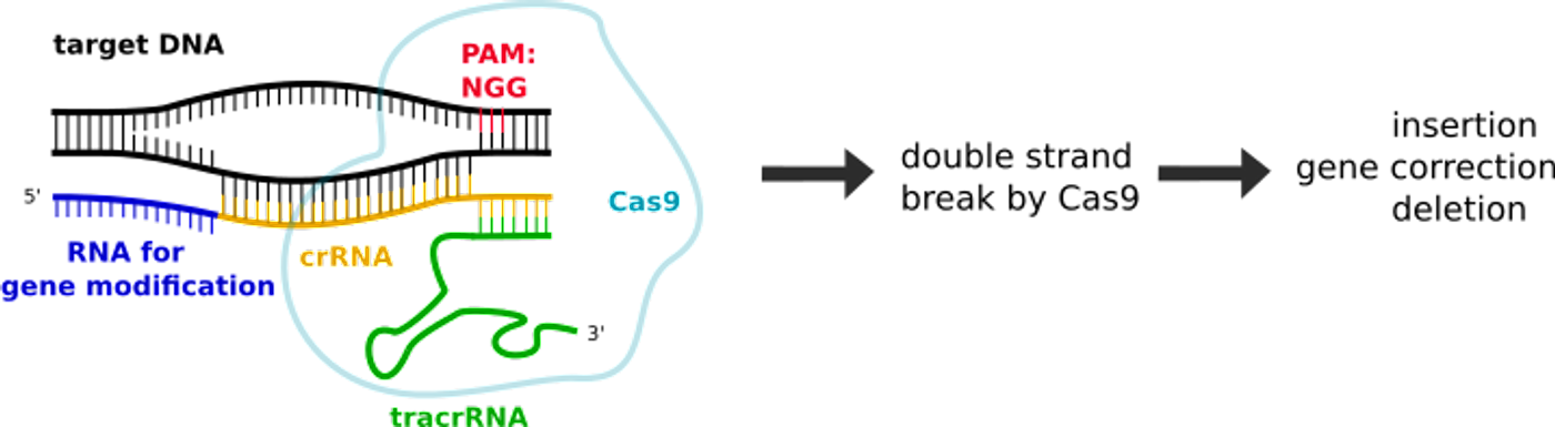 A general overview of CRISPR/Cas9 technology, from Wikipedia