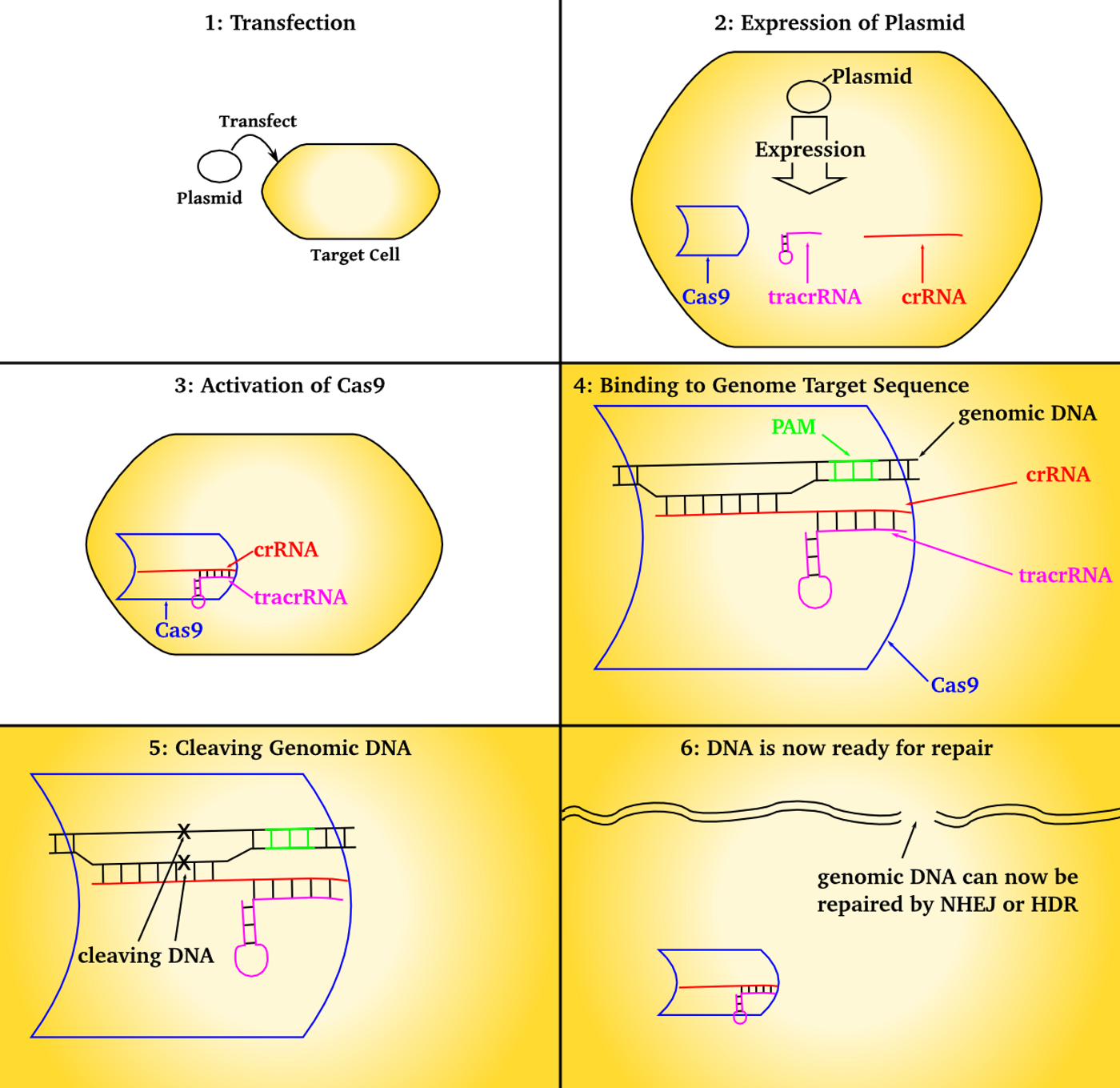 An overview of CRISPR technology, when used to affect cells in culture, from Wikipedia