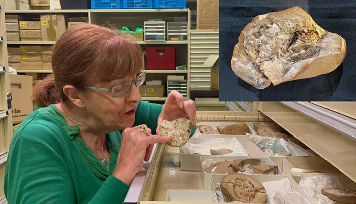 380-Million-Year-Old Fossilized Heart Discovered |  Earth And The Environment