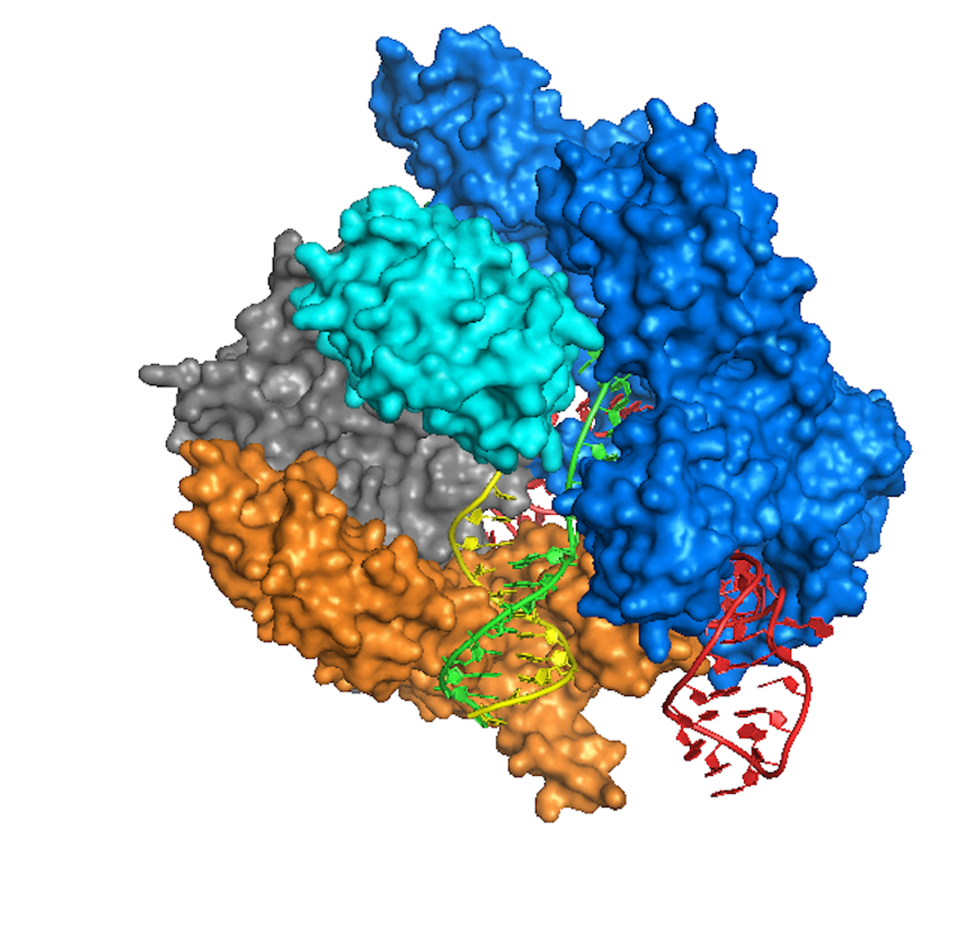 Crystal Structure of Cas9 bound to DNA based on the Anders et al 2014 Nature paper. Rendition was performed using UCSF's chimera software / Credit: Wikimedia Commons