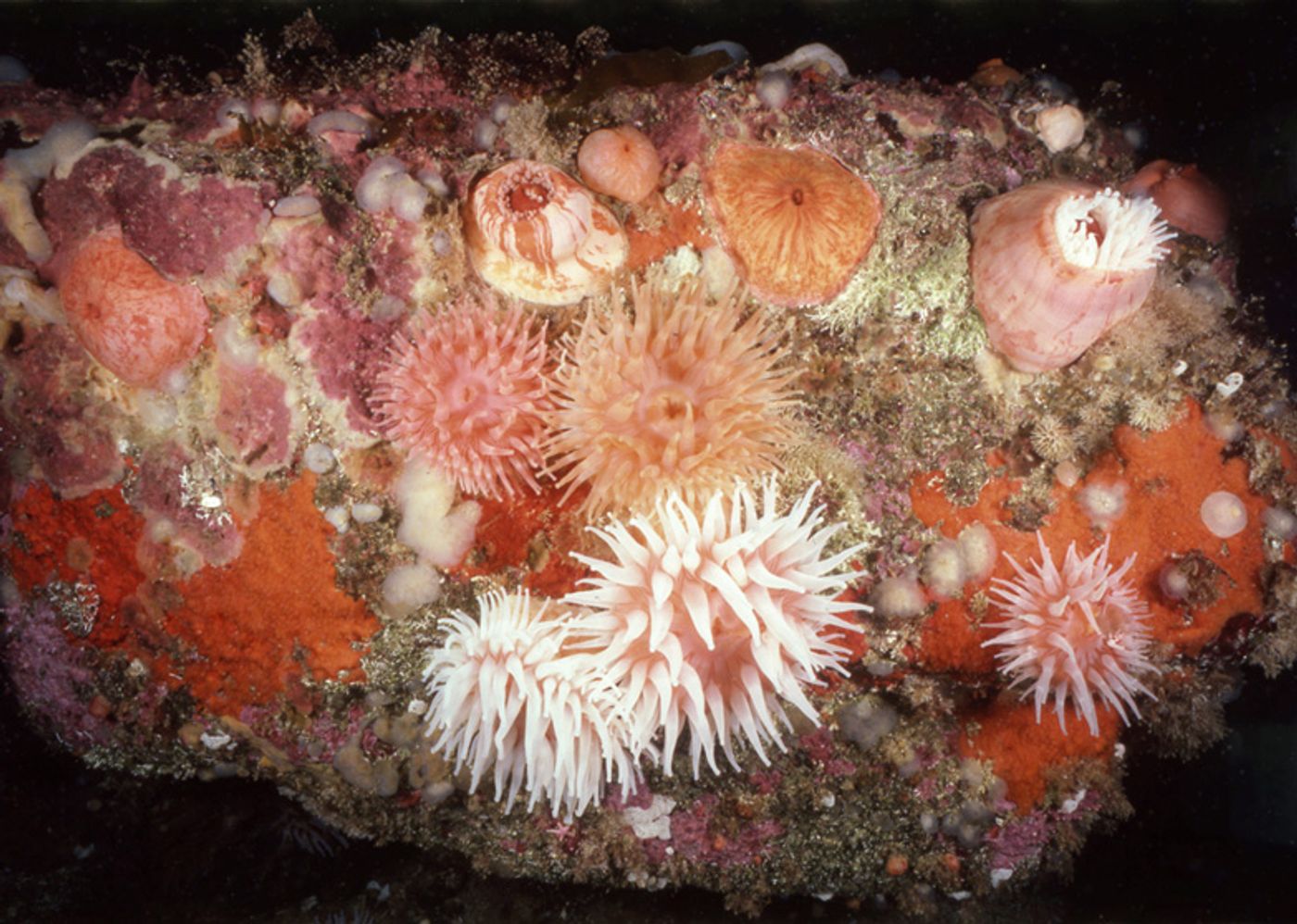 The white tentacled sea anemone shown here would take more than 200 years to bounce back from disturbance like bottom trawling. Photo: Jon Witman, Earthjustice