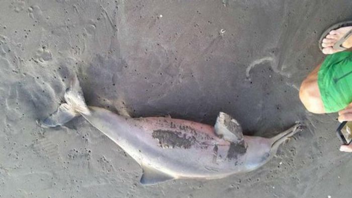 The baby La Plata dolphin that died in Argentina due to mishandling by beachgoers.