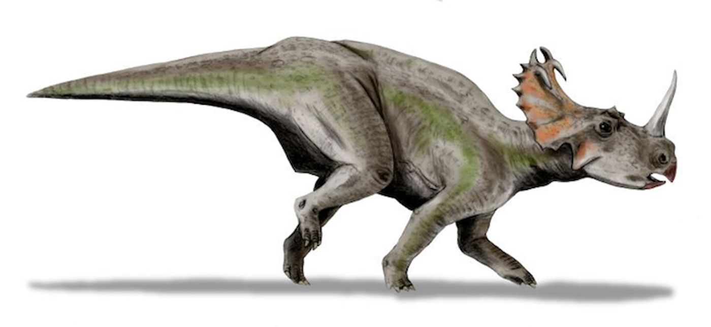 Centrosaurus apertus / Credit: Wikimedia Commons/ Nobu Tamura (http://spinops.blogspot.com)