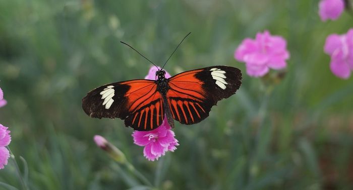 Helioconius butterfly / Credit: Max Pixel