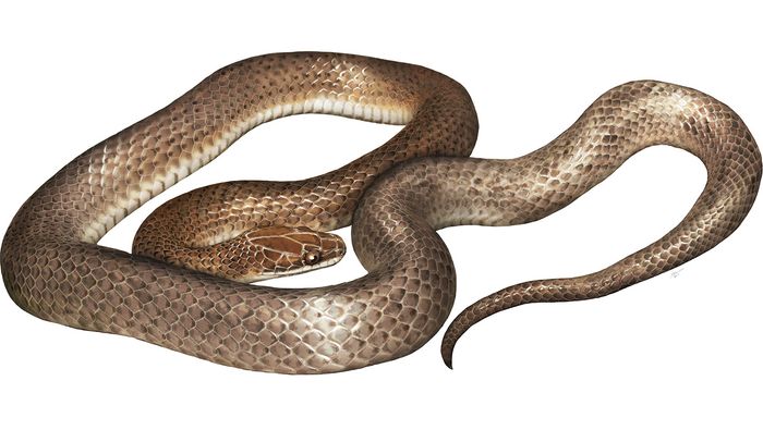An artist's impression of the new species.