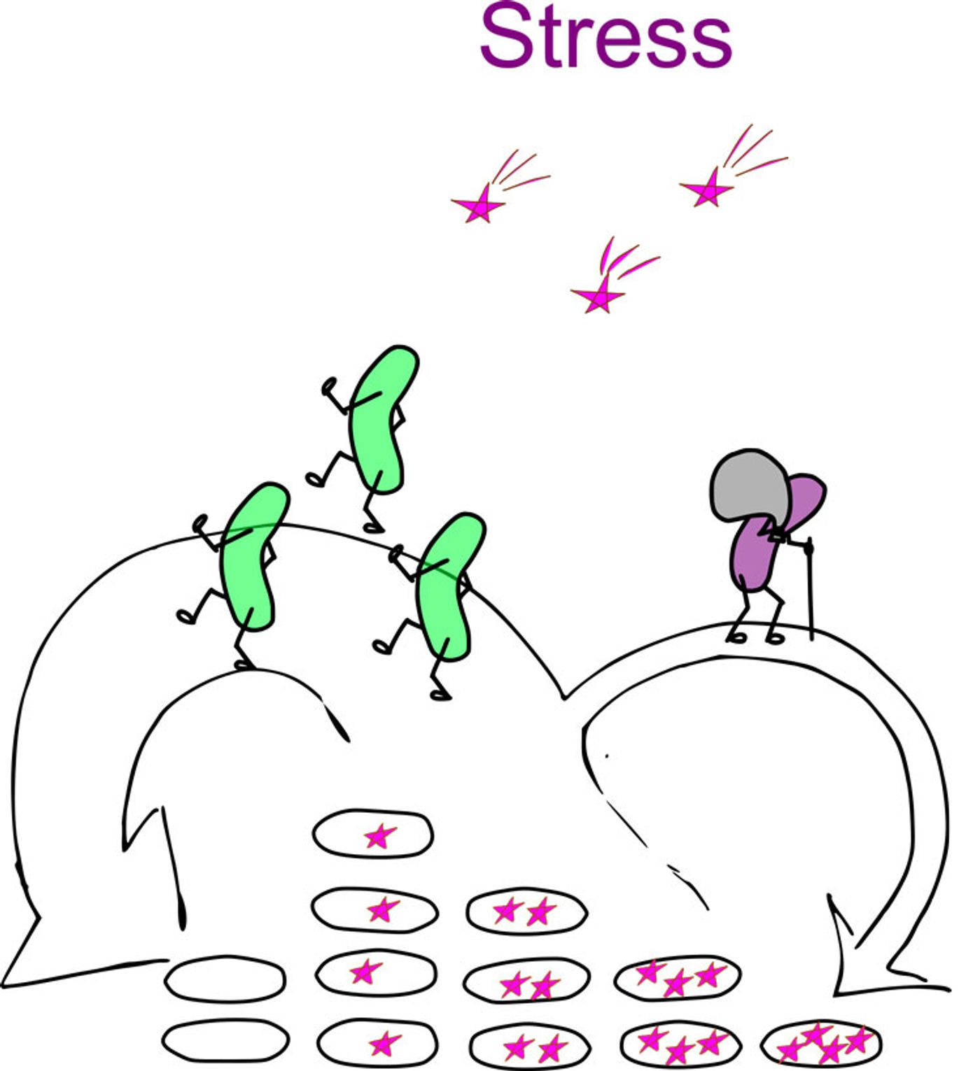 Trusina illustrates the process of asymmetrical division.