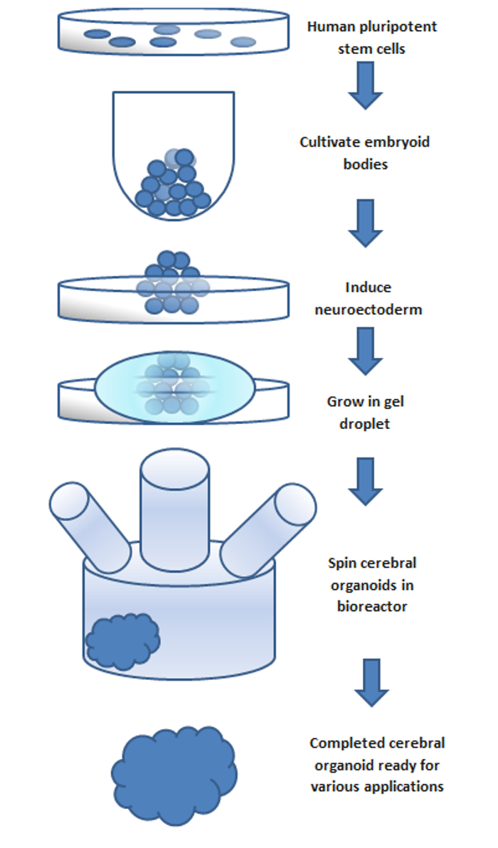 An example of a protocol for creating a brain organoid.