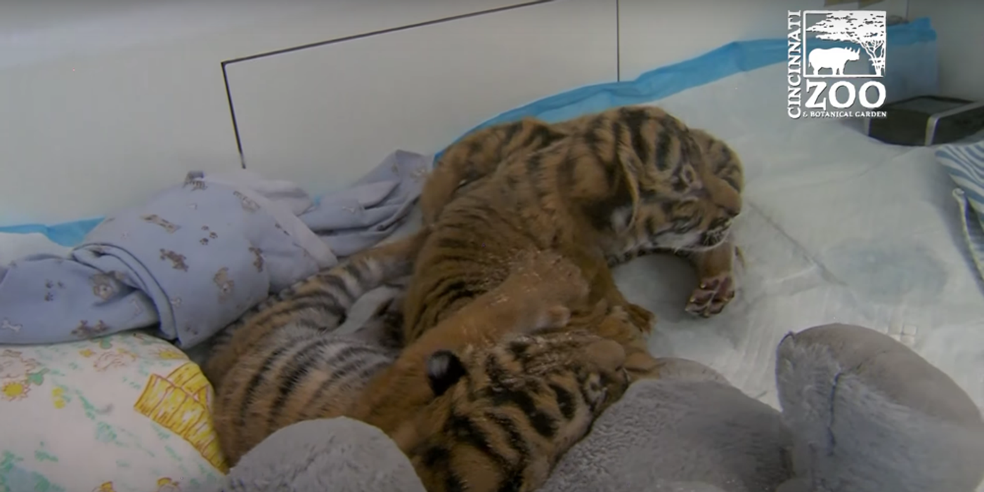 The three tiger cubs are being cared for in the Cincinnati Zoo nursery.