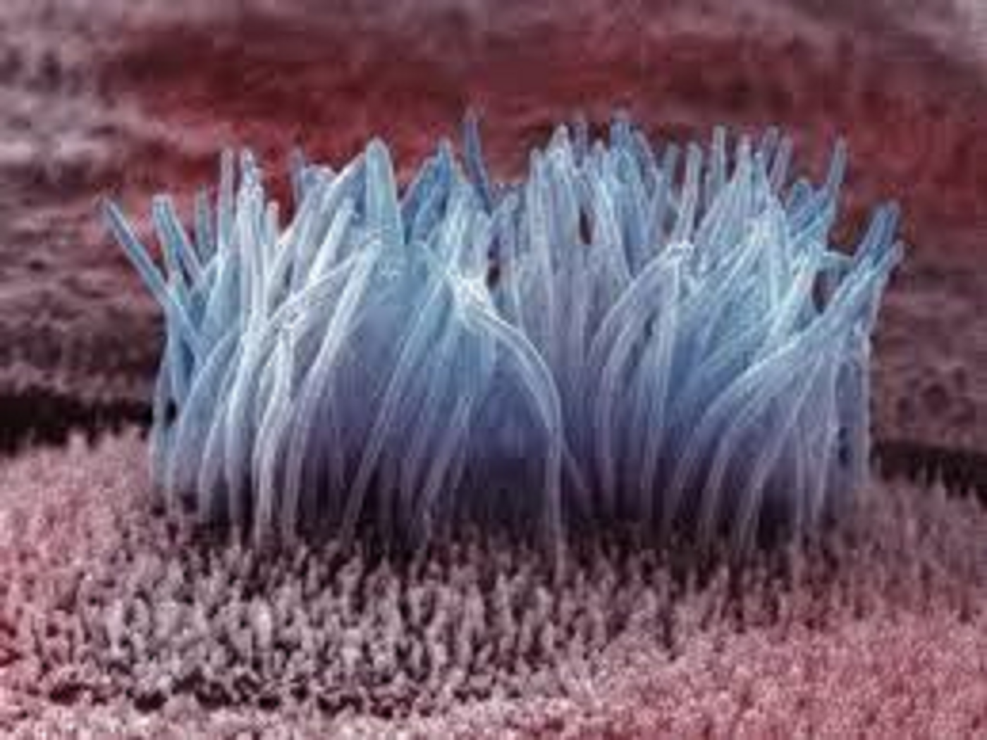 Cilia are located on almost all mammalian cells and can be either motile or non-motile serving as sensors to the cells.