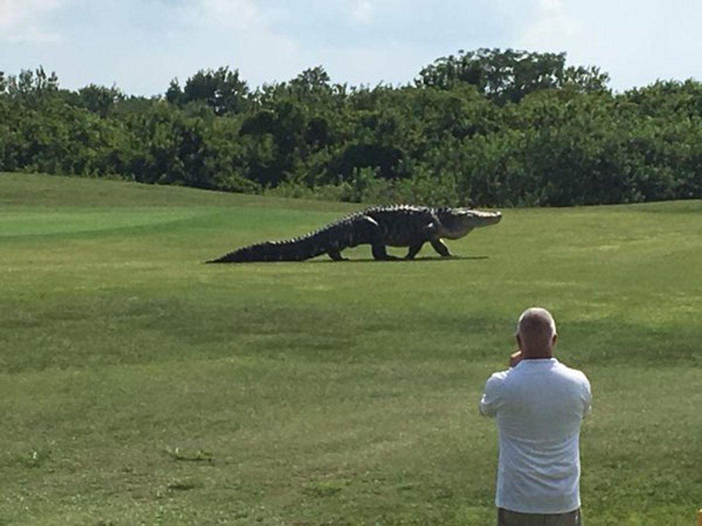 A gigantic gator is seen roaming the lands of the Buffalo Creek Golf Course in Florida.