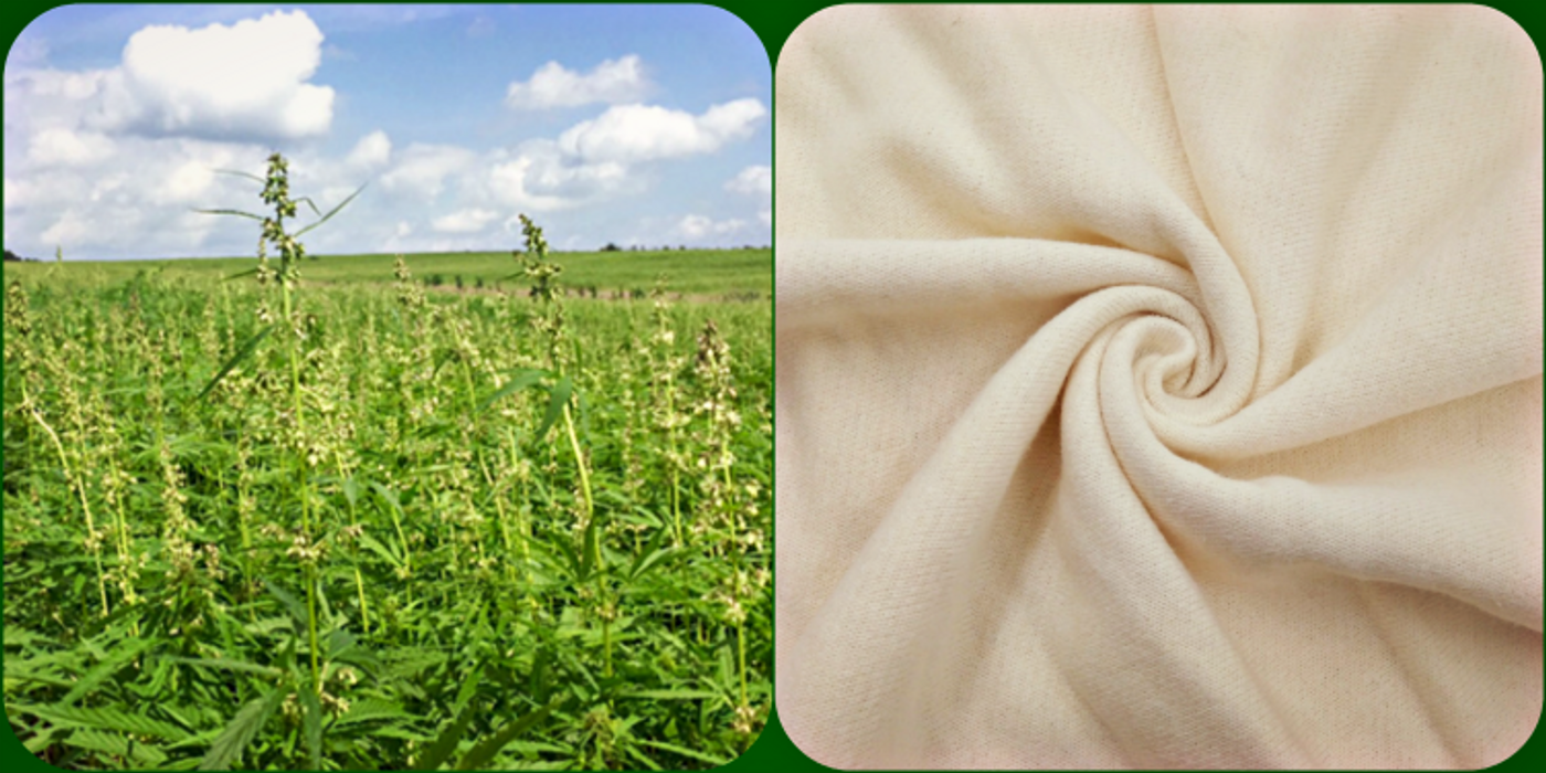 Hemp plant and fabric, credit: leafly, aliexpress