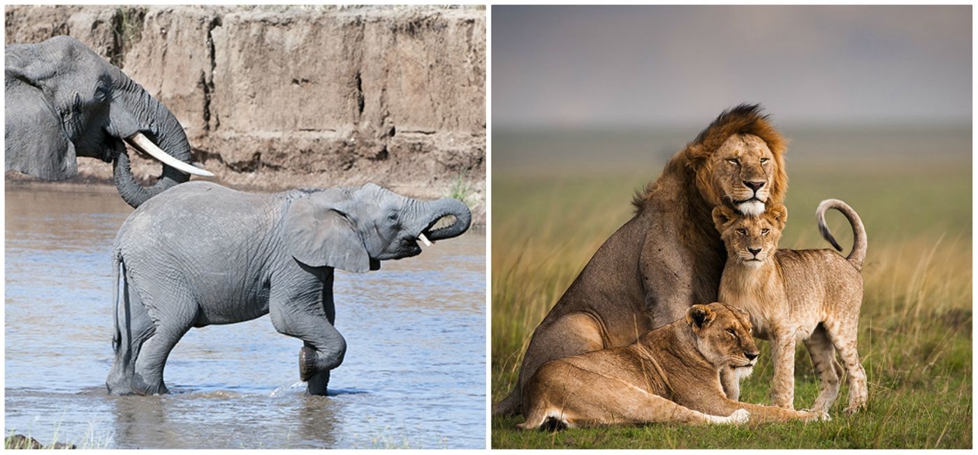 African elephants and lions, credit: African Wildlife Foundation