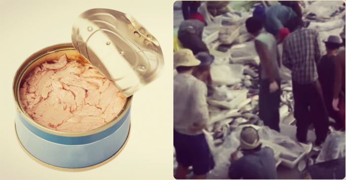  image of tuna can, image of people in slavery in the fishing industry, credit: public domain, AP, Ko Ko Simon