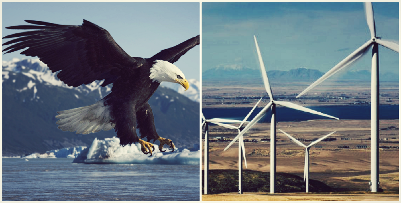 image of wind turbine and bald eagle, credit: OSU, CC by AWWE83