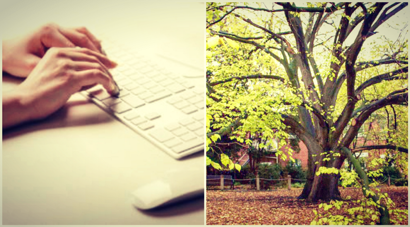 collage: image of golden elm, image of writing an email, credit: ABC Melbourne, public domain
