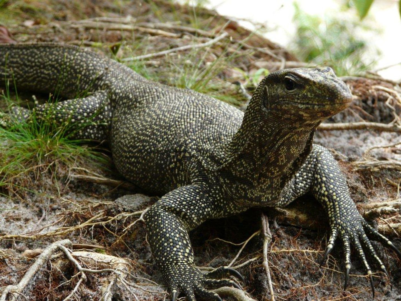 Monitor lizards have been trained to stop eating the deadly cane toads.