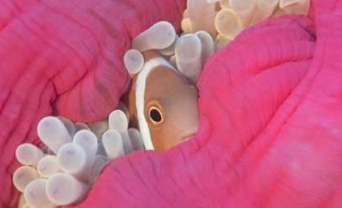 A clownfish hides away inside of an anemone.