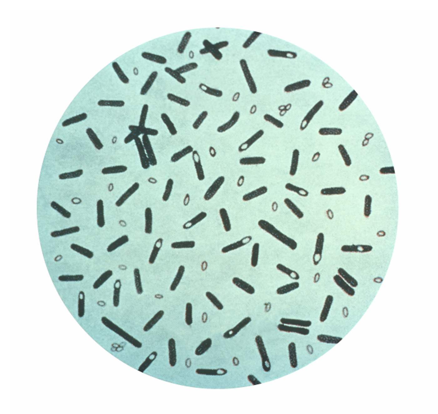 C. botulinum cells and spores