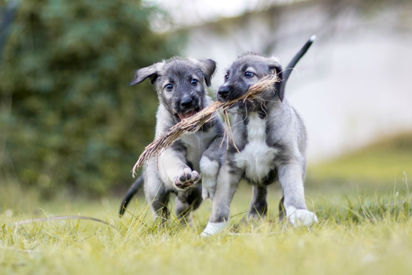 The two identical twin puppies run while playing with a stick.