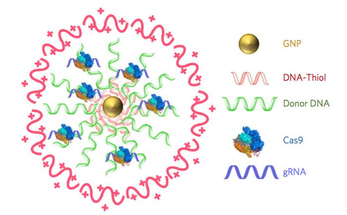 CRISPR-Gold is composed of 15 nanometer gold nanoparticles that are conjugated to thiol-modified oligonucleotides (DNA-Thiol), which are hybridized with single-stranded donor DNA and subsequently complexed with Cas9 and encapsulated by a polymer that disrupts the endosome of the cell. / Credit: UC Berkeley