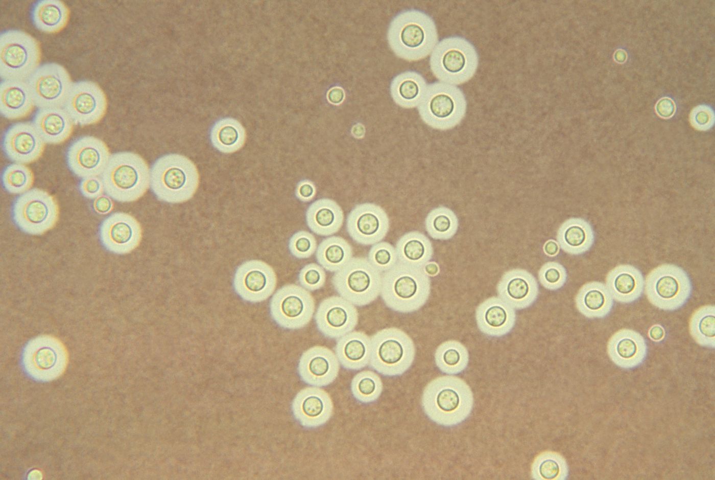 Chernobyl-based fungus was sent to the International Space Station by SpaceX for testing.