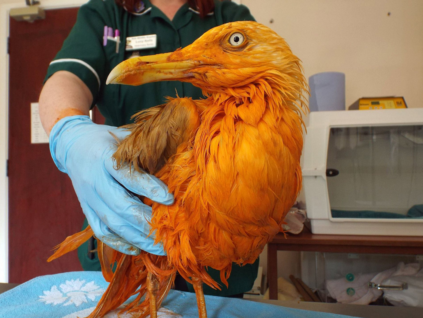 A bird turned orange after falling into a vat of curry in England.