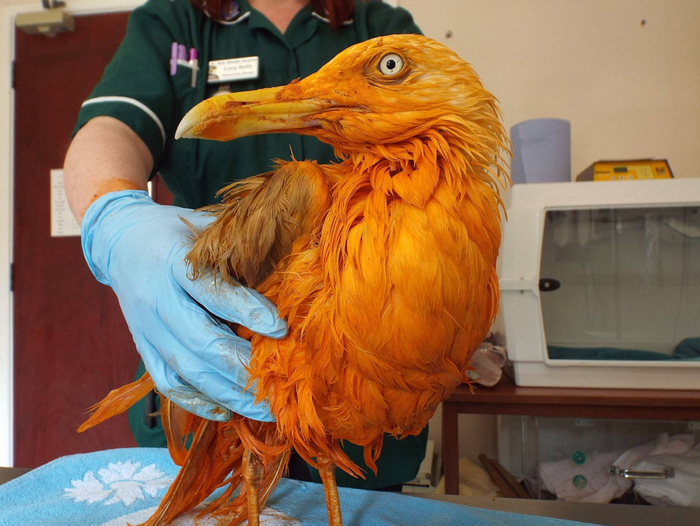 A bird turned orange after falling into a vat of curry in England.