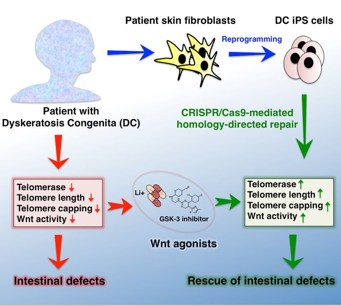 Cutting Edge Techniques Yield Potential Treatment for Rare G | Cell And ...