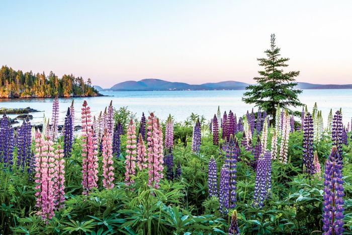 A glimpse of Maine's famous wildflowers. Photo: Down East Magazine